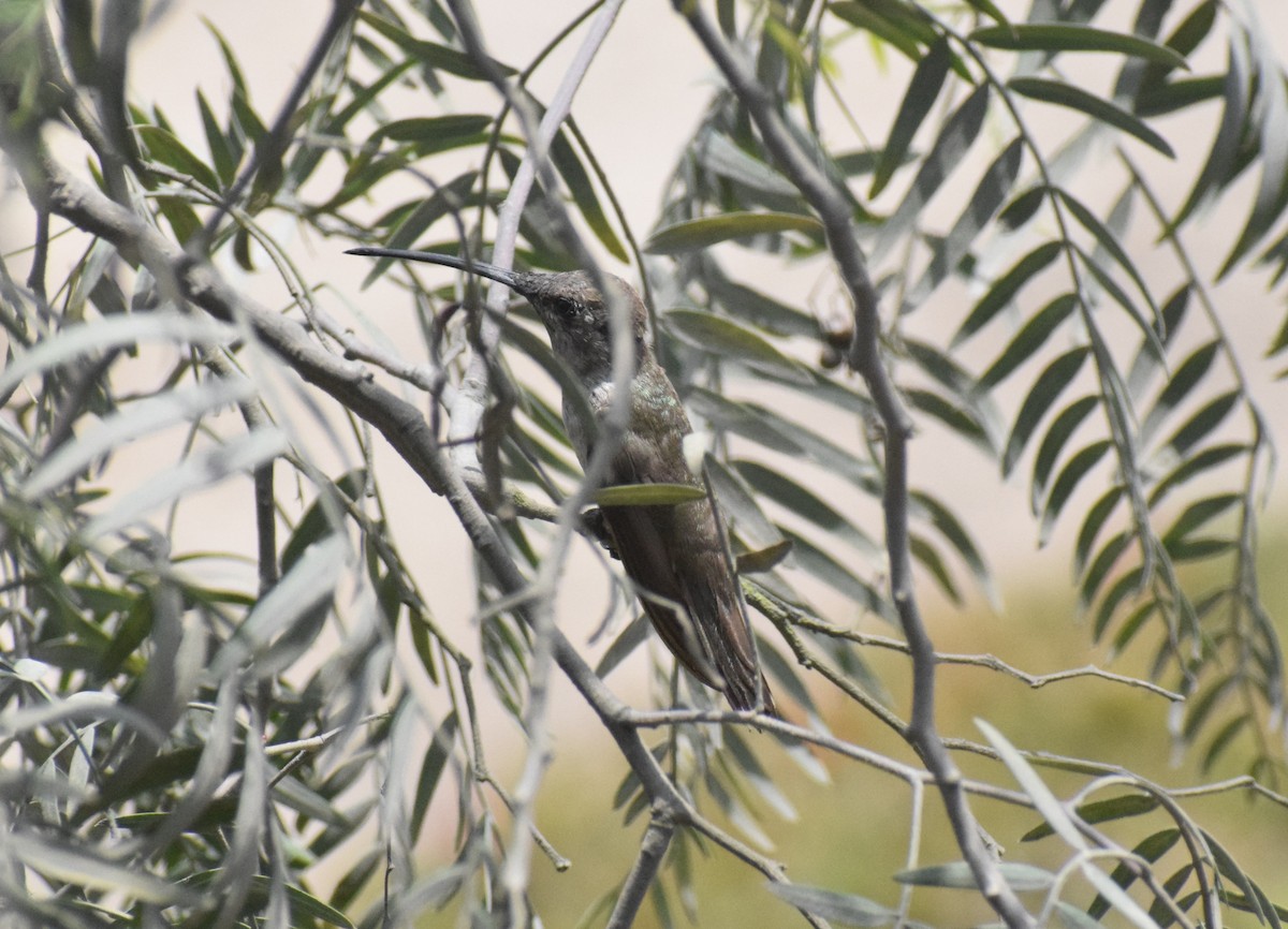 Oasis Hummingbird - ML644013917