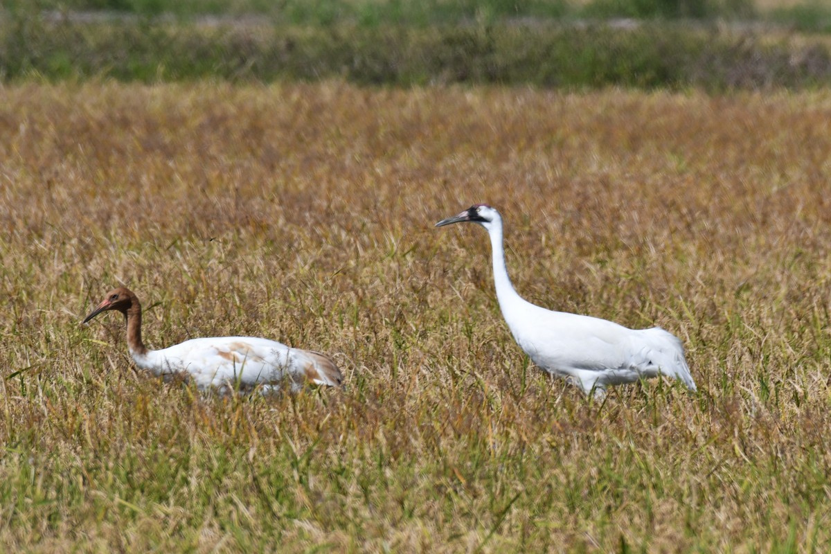 Kurrilo zuria - ML644013940