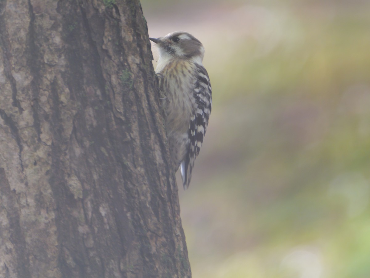 Japanese Pygmy Woodpecker - ML644013949
