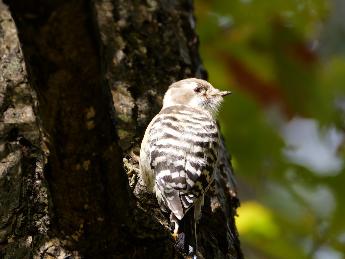 Japanese Pygmy Woodpecker - ML644013950