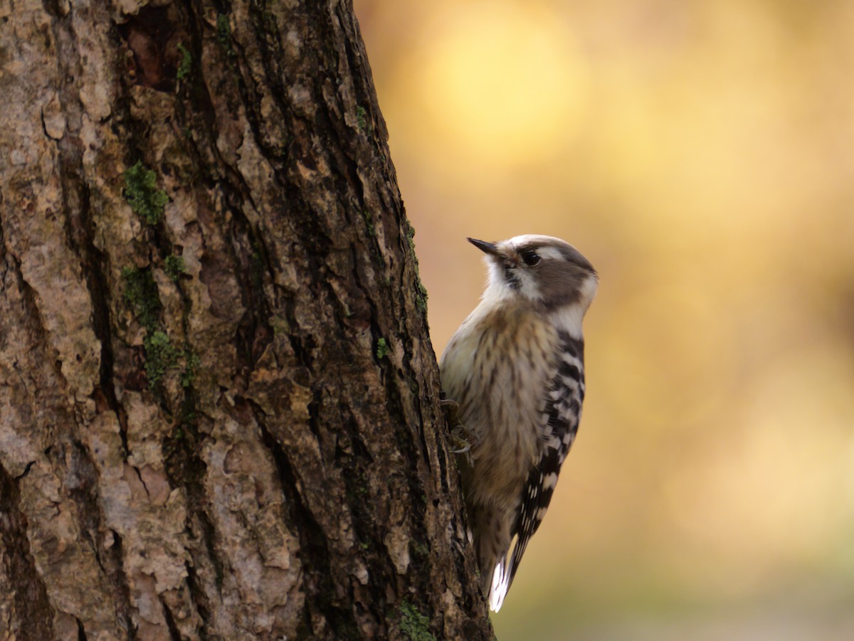 Japanese Pygmy Woodpecker - ML644013951