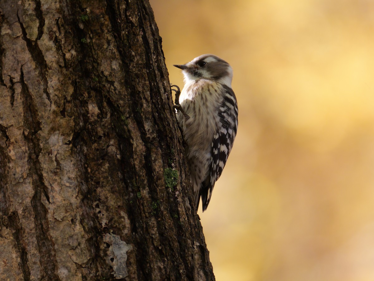 Japanese Pygmy Woodpecker - ML644013952