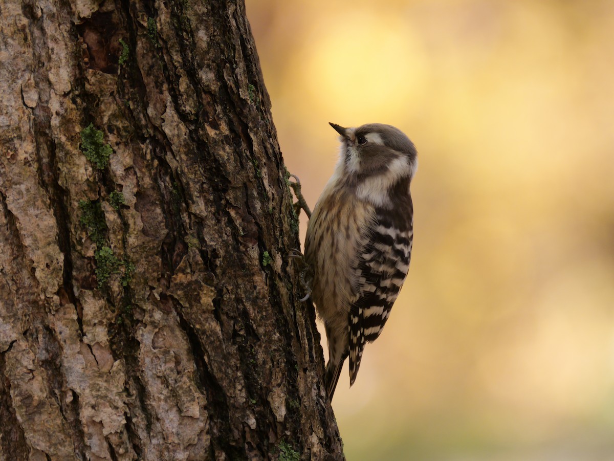 Japanese Pygmy Woodpecker - ML644013953