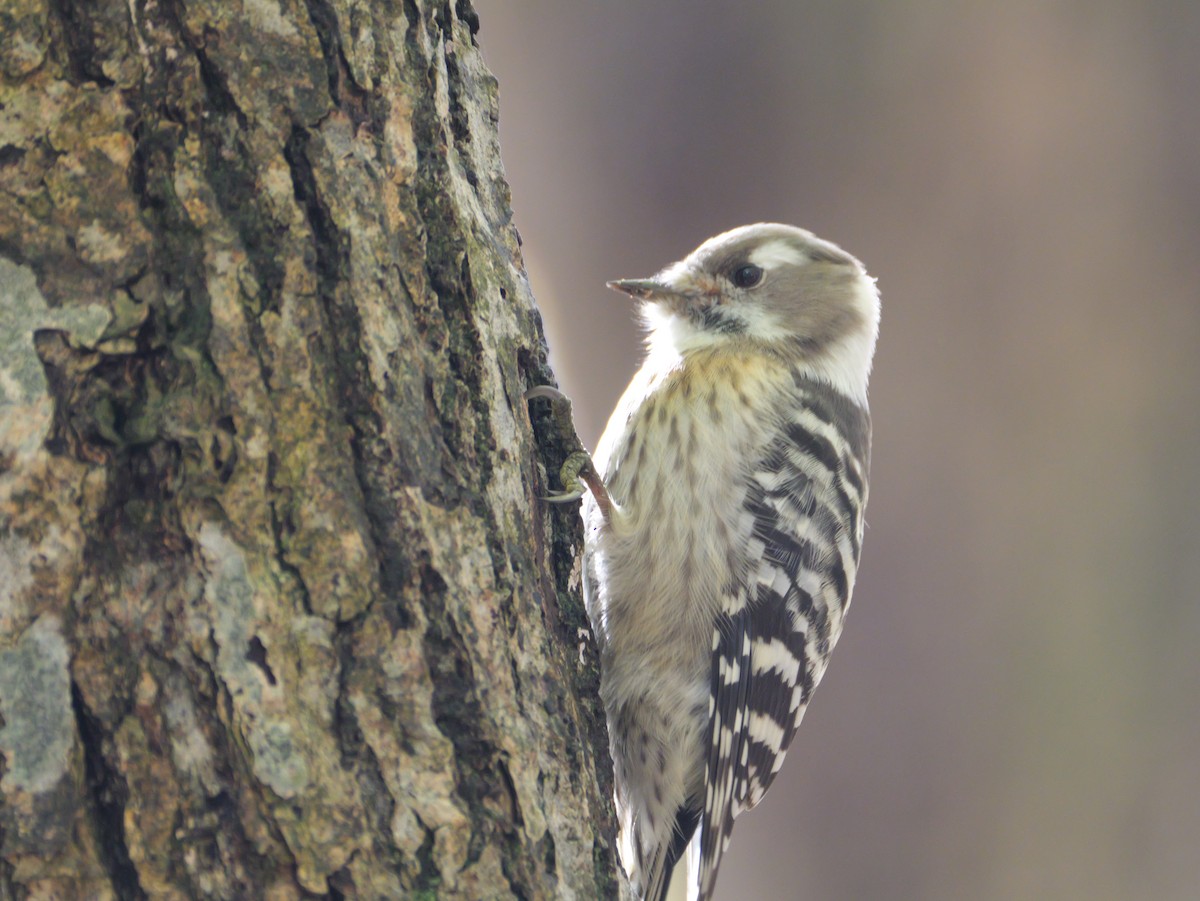 Japanese Pygmy Woodpecker - ML644013954