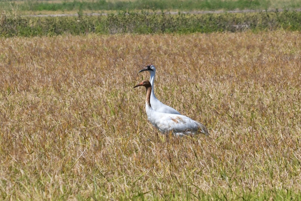 Kurrilo zuria - ML644013955