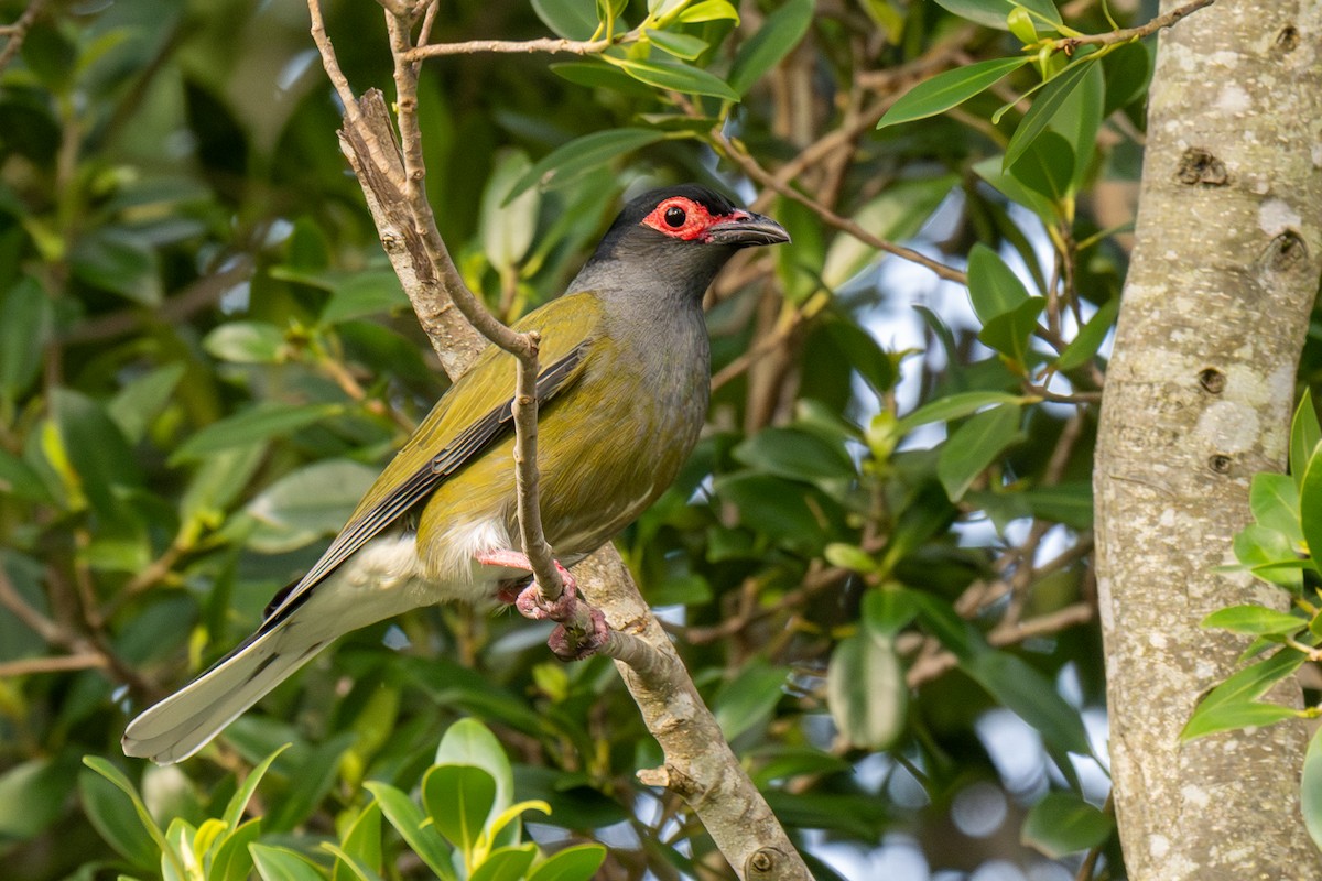 Australasian Figbird - ML644013958
