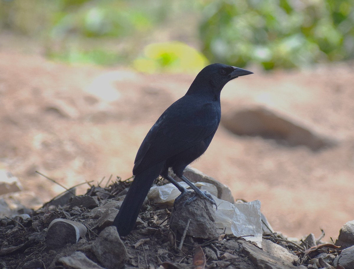 Scrub Blackbird - ML644013962