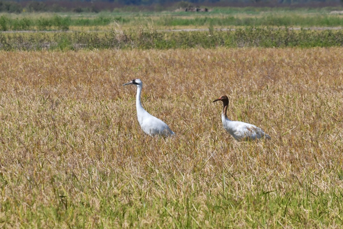 Kurrilo zuria - ML644013965