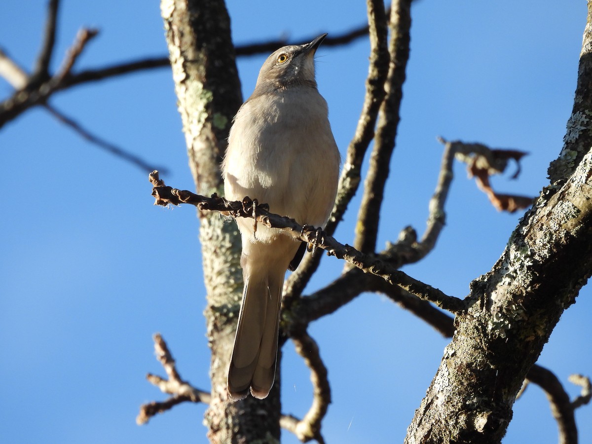 Northern Mockingbird - ML644013967