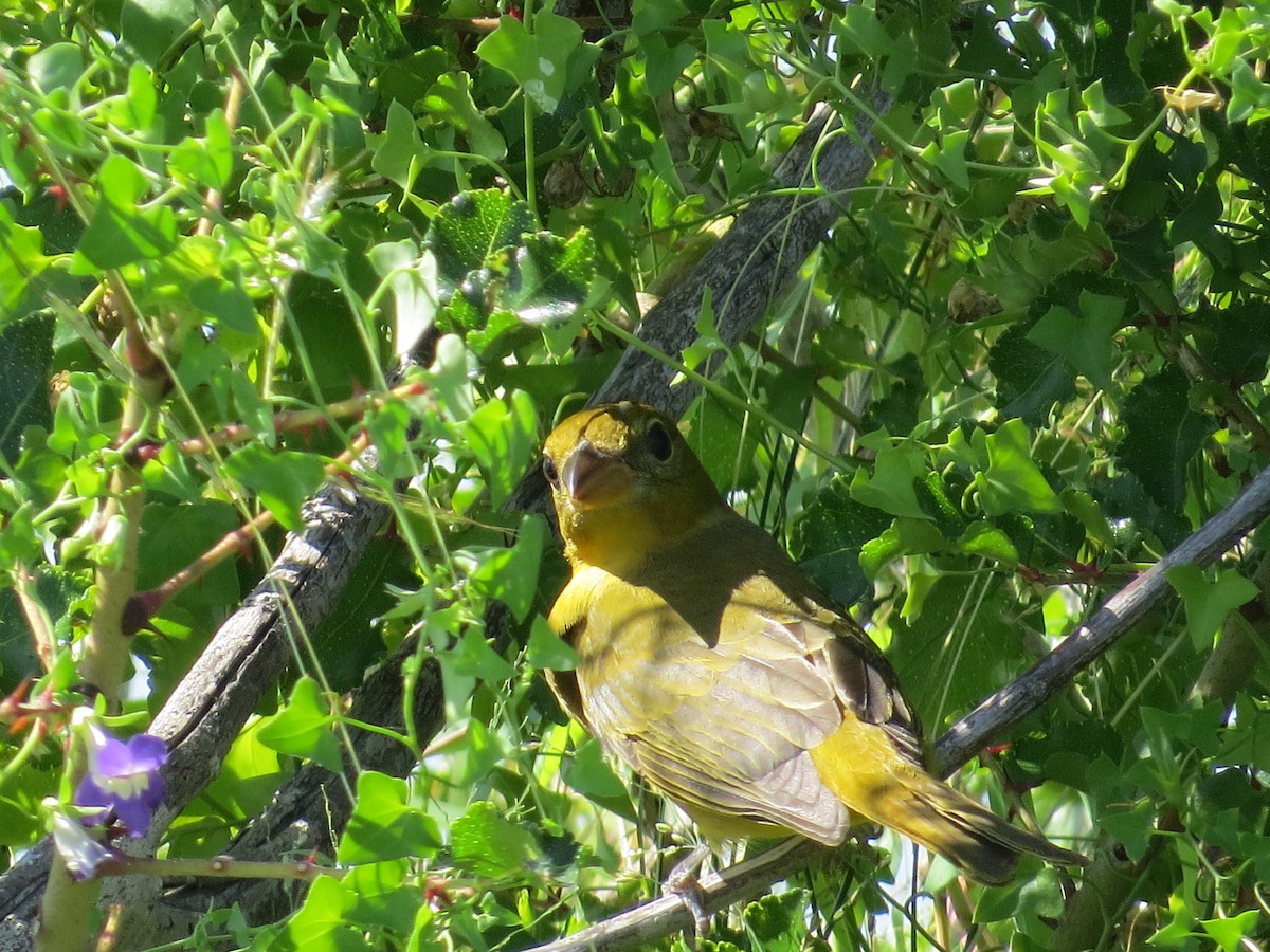 Summer Tanager - ML644013970
