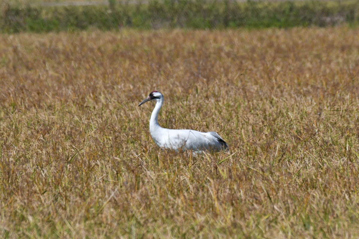 Kurrilo zuria - ML644013971