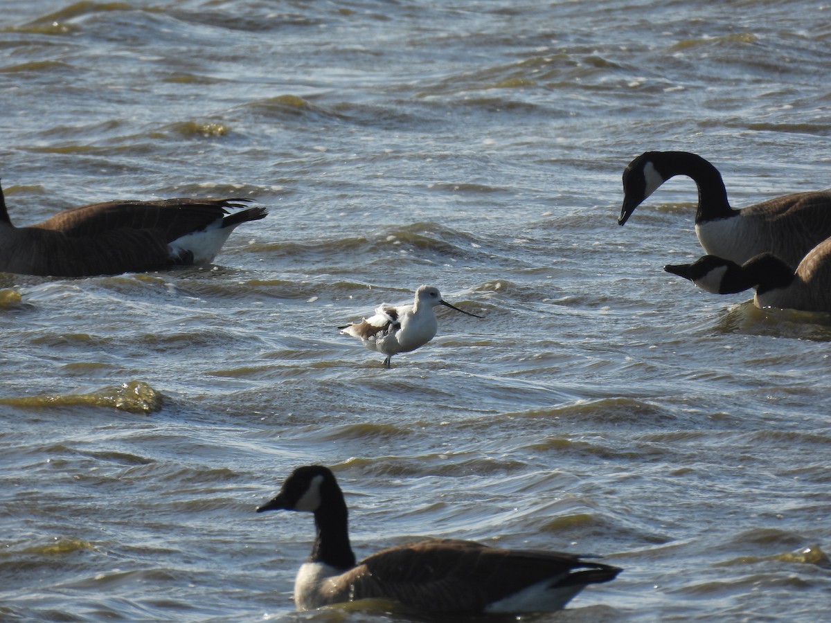 American Avocet - ML644013987