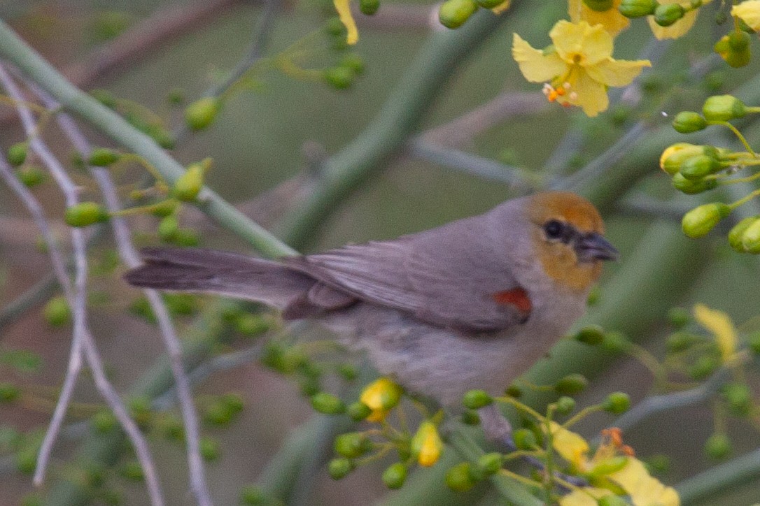 Auripare verdin - ML644013997