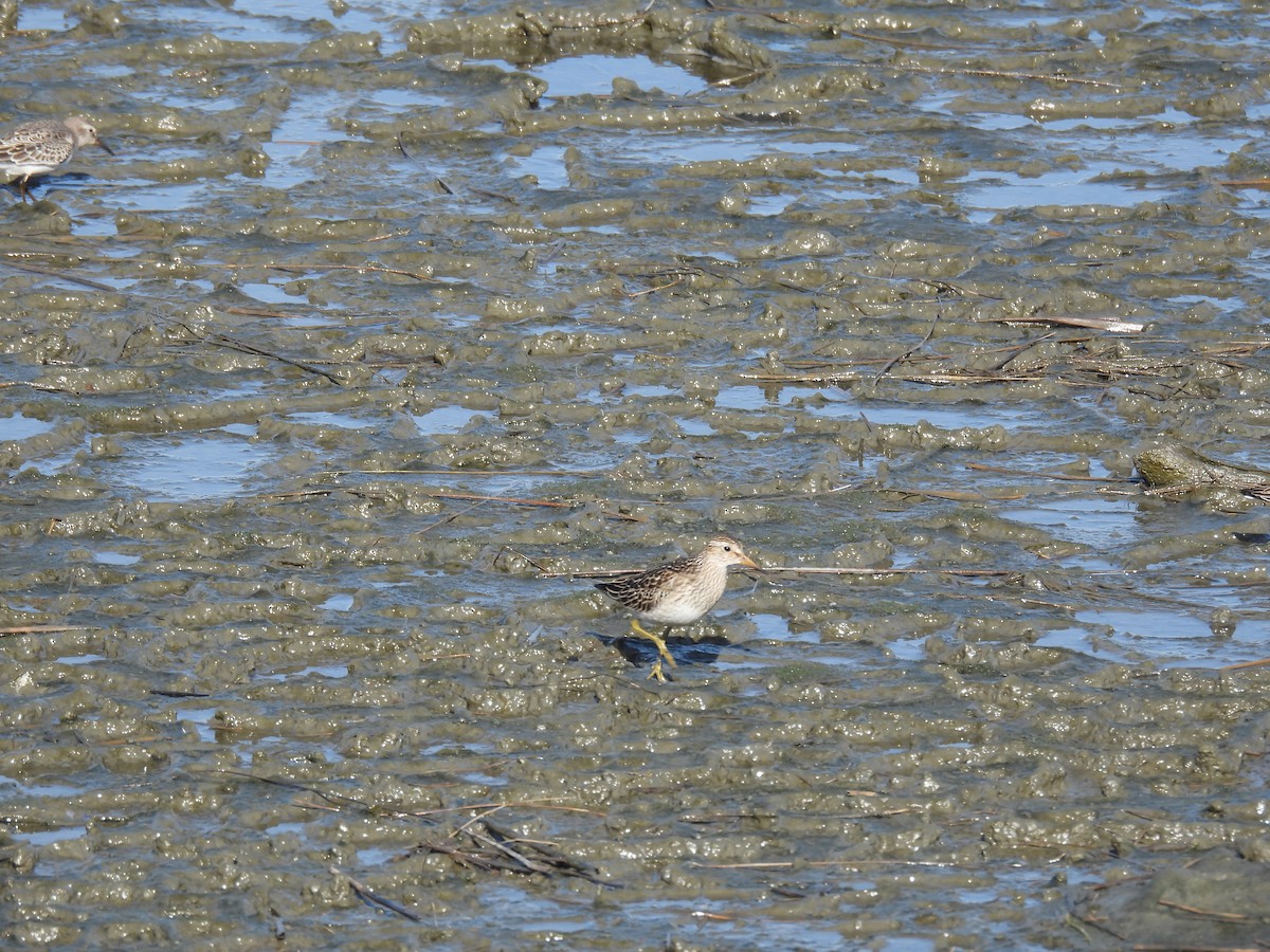 Pectoral Sandpiper - ML644013999