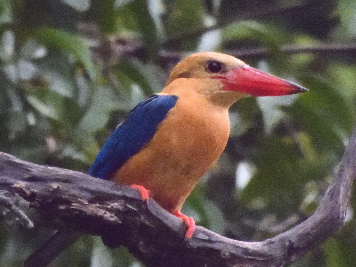 Stork-billed Kingfisher - ML644014006