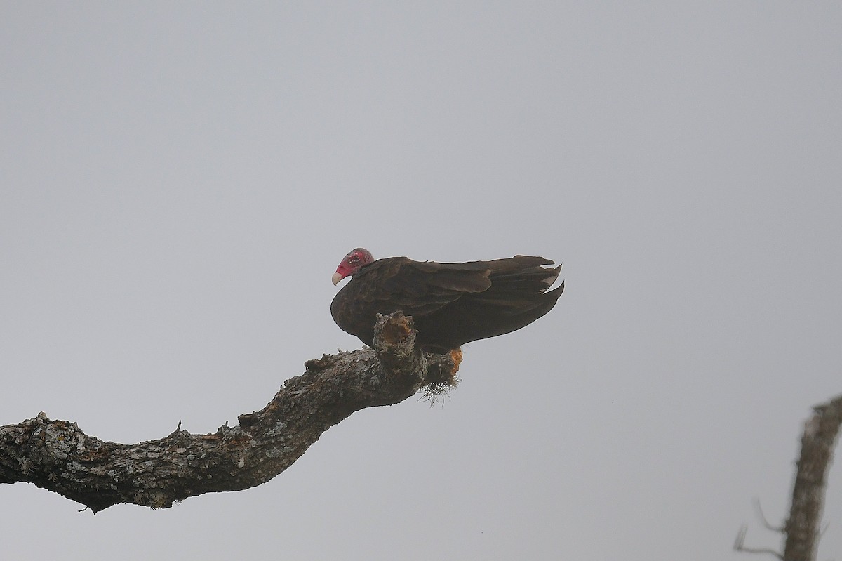 Turkey Vulture - ML644014008