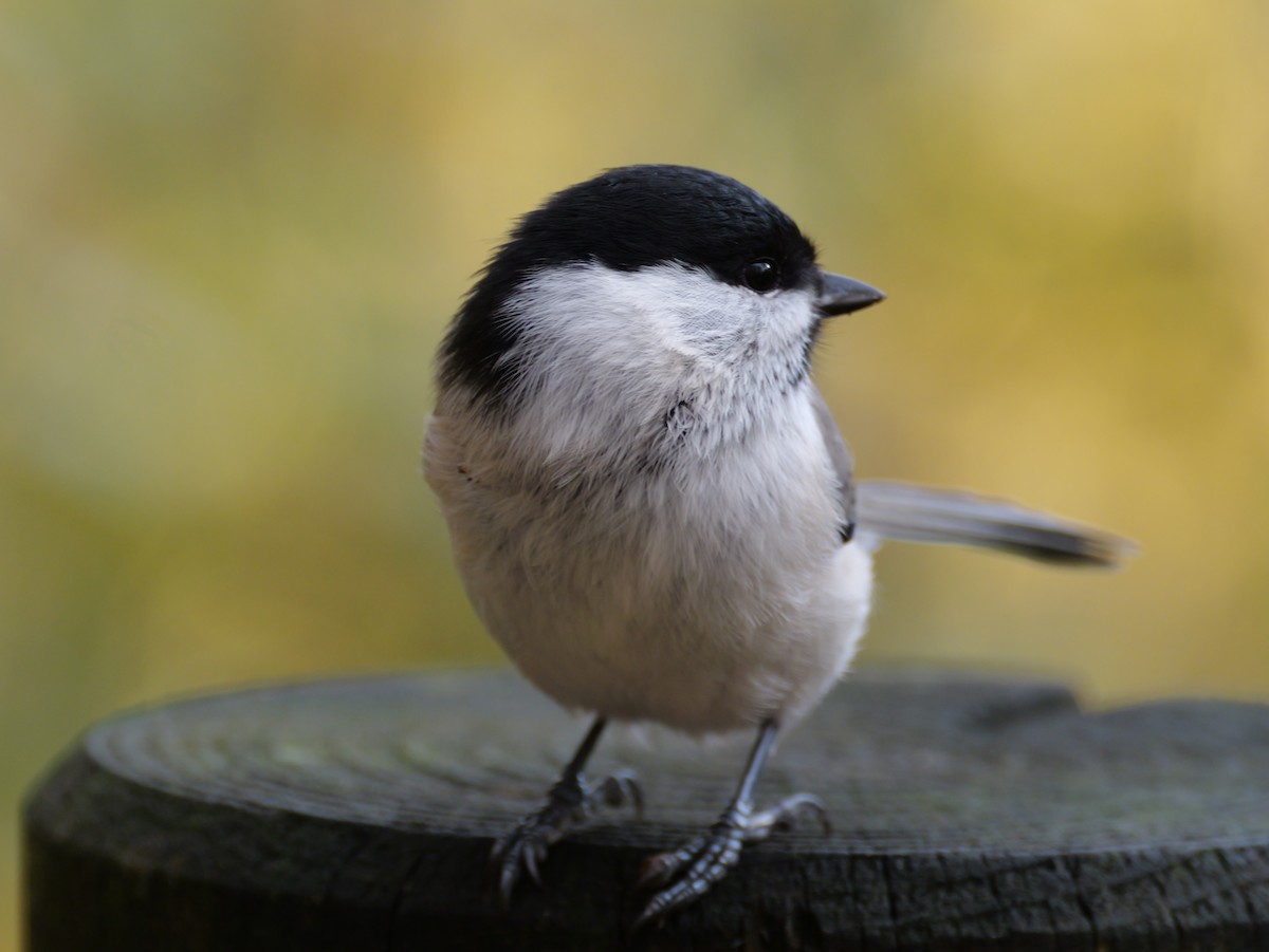 Marsh Tit - ML644014015