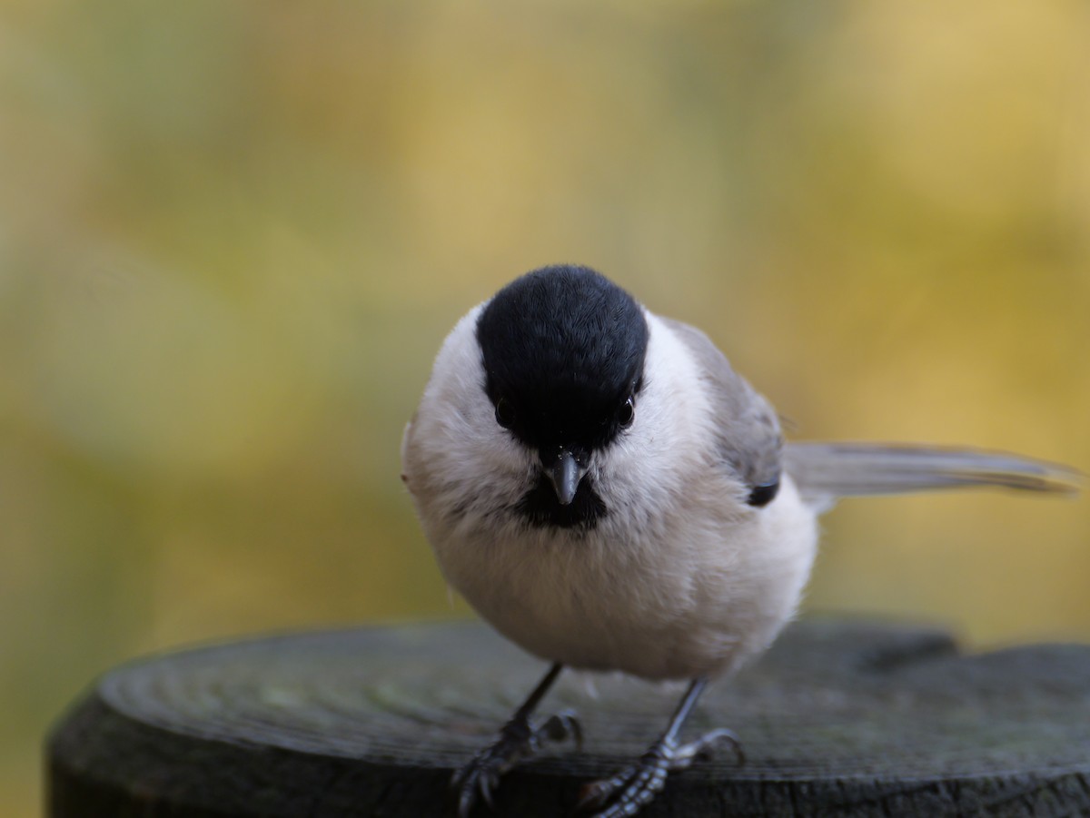 Marsh Tit - ML644014016