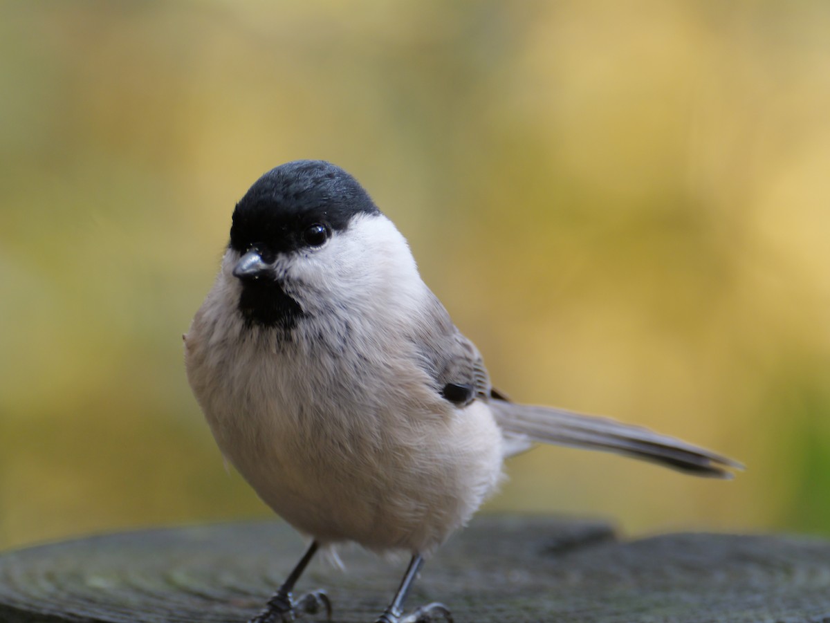 Marsh Tit - ML644014017