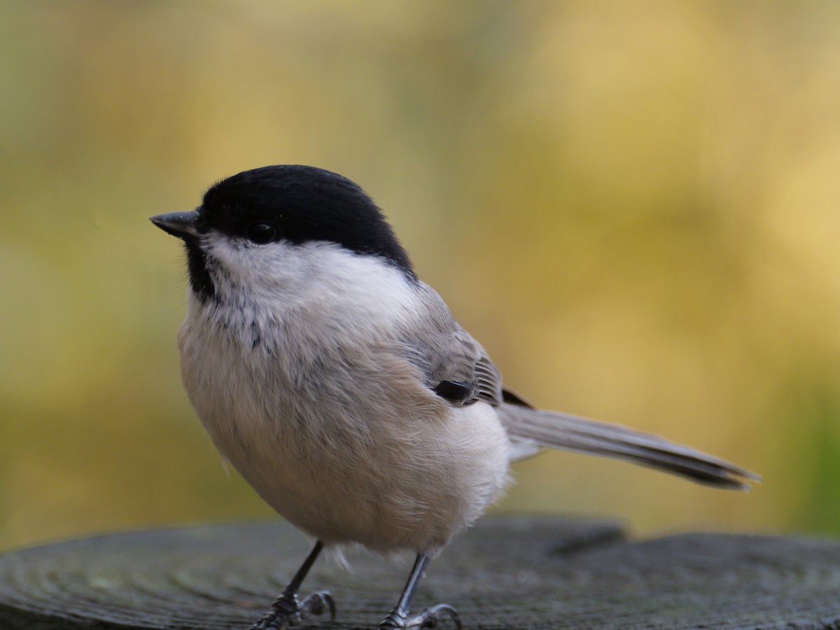 Marsh Tit - ML644014018