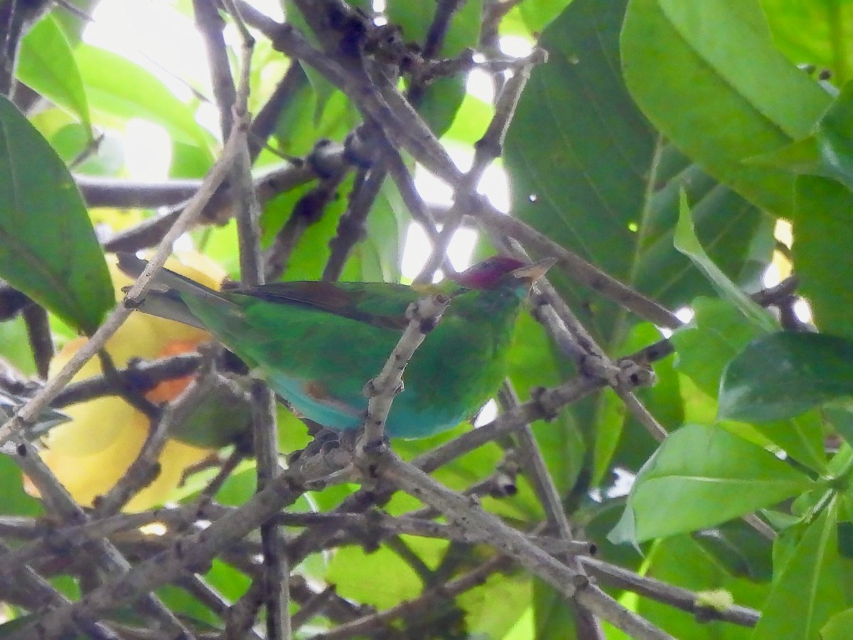 Rufous-winged Tanager - ML644014027