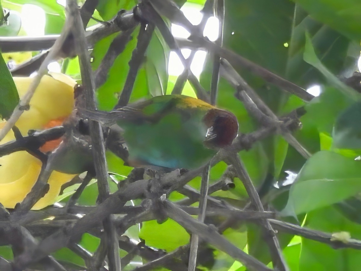 Rufous-winged Tanager - ML644014028