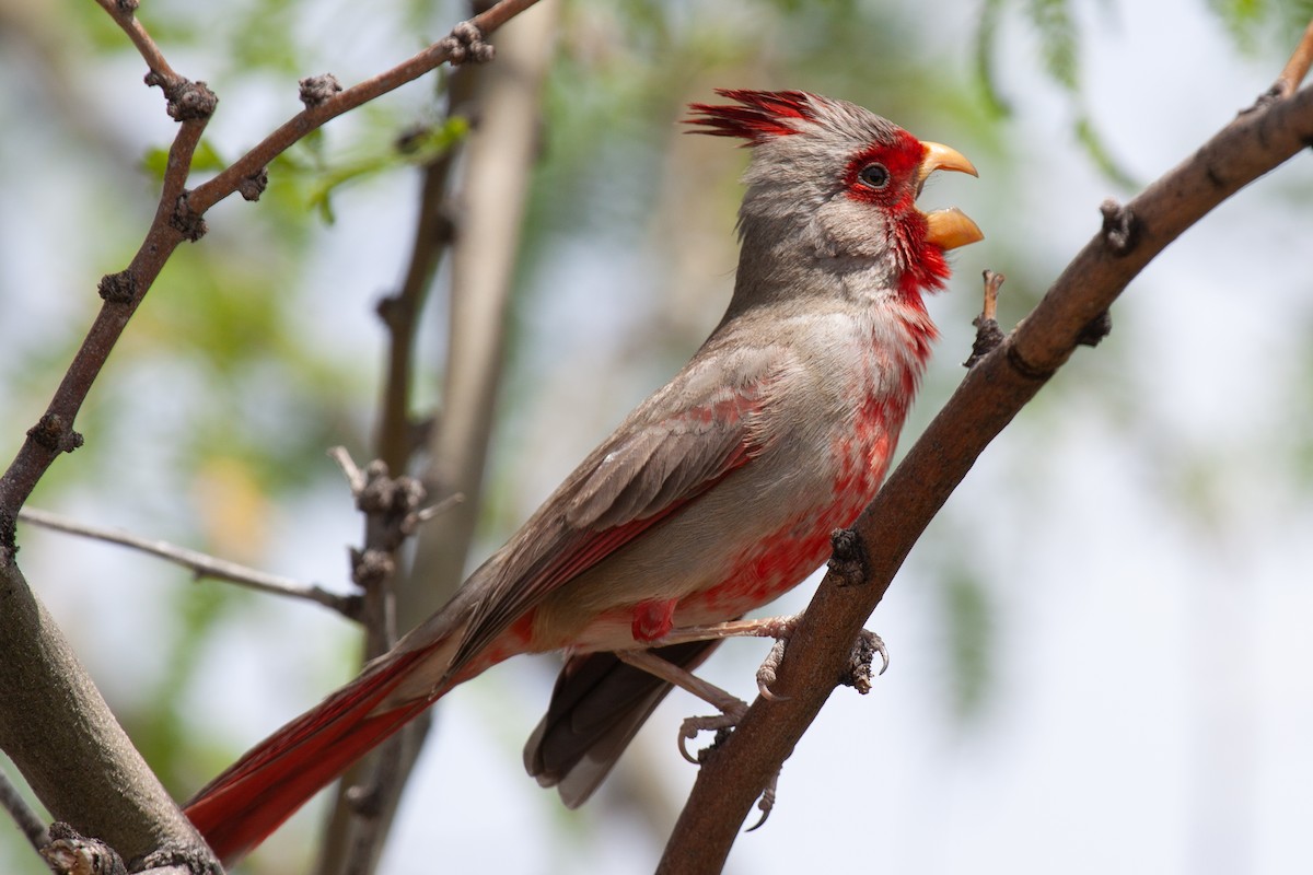 Cardinal pyrrhuloxia - ML644014040