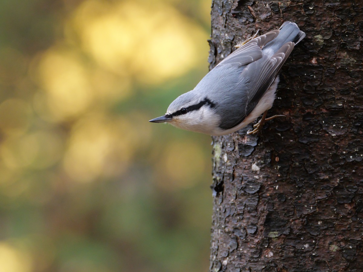 茶腹鳾 - ML644014055