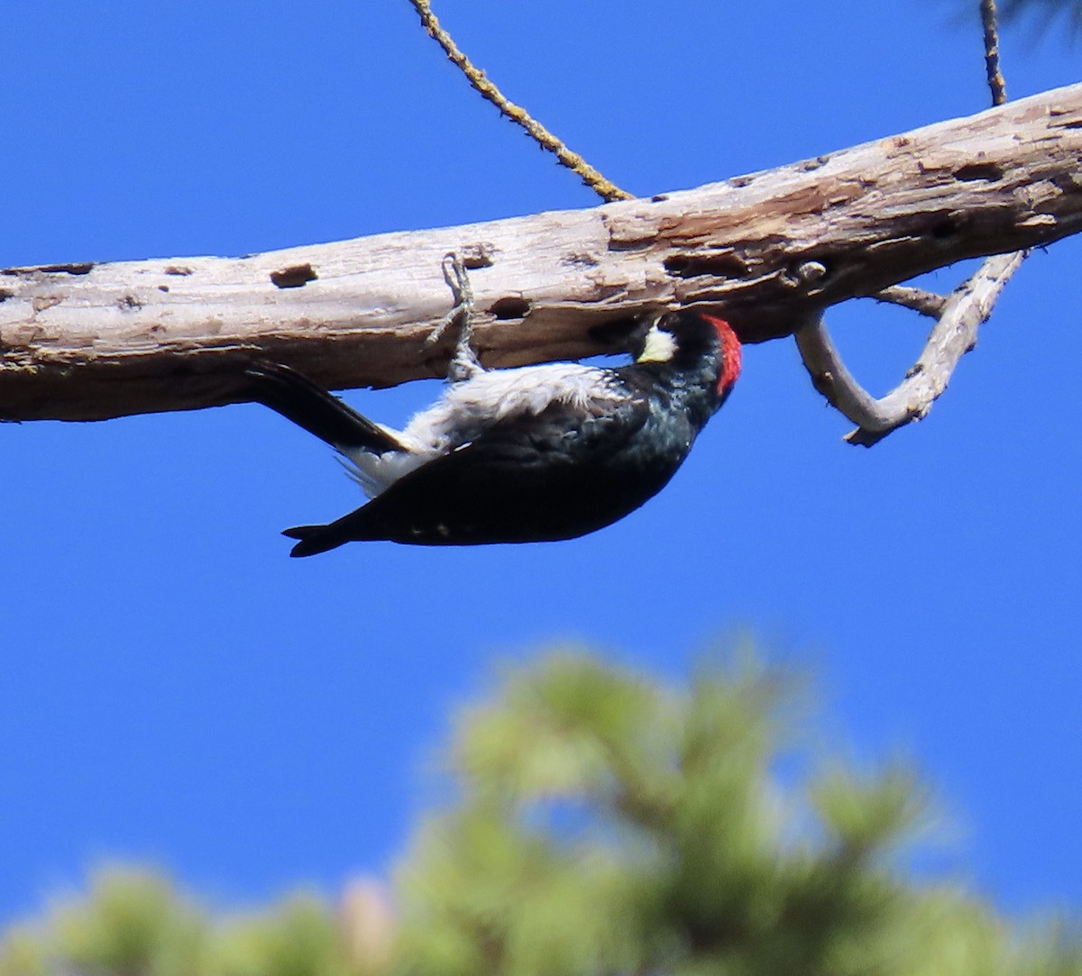 Acorn Woodpecker - ML644014062