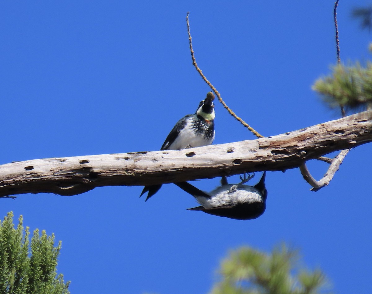 Acorn Woodpecker - ML644014063