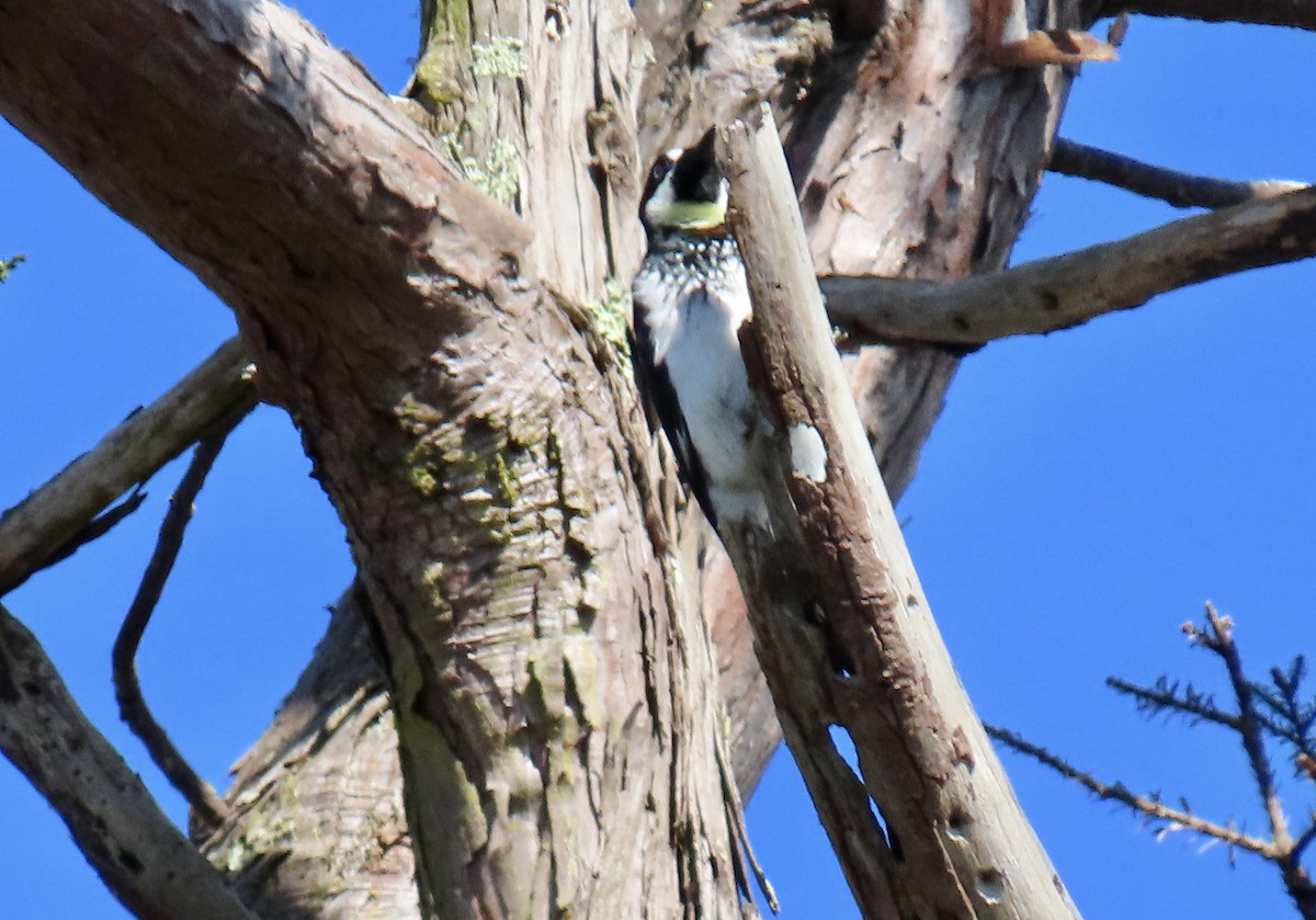 Acorn Woodpecker - ML644014064