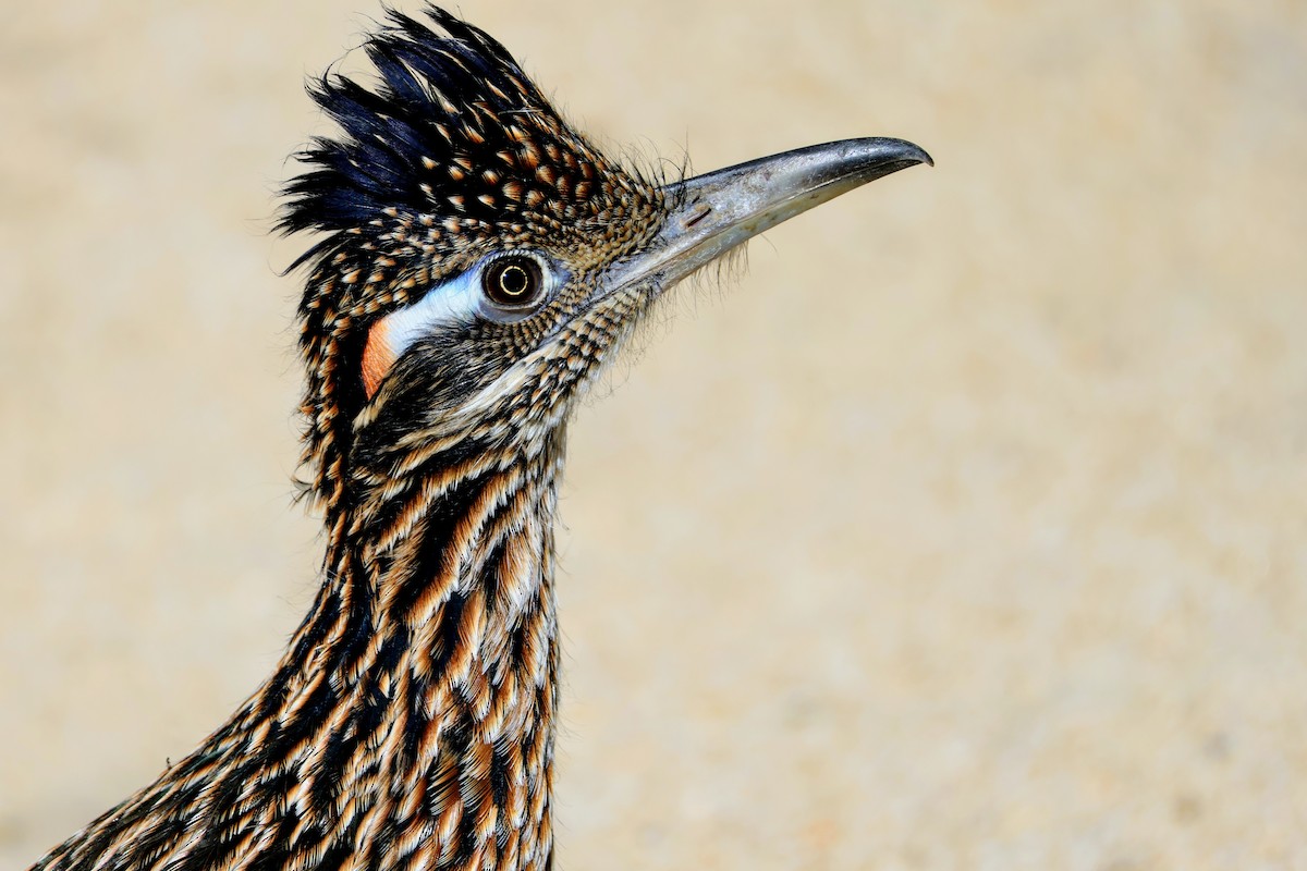 Greater Roadrunner - ML644014067