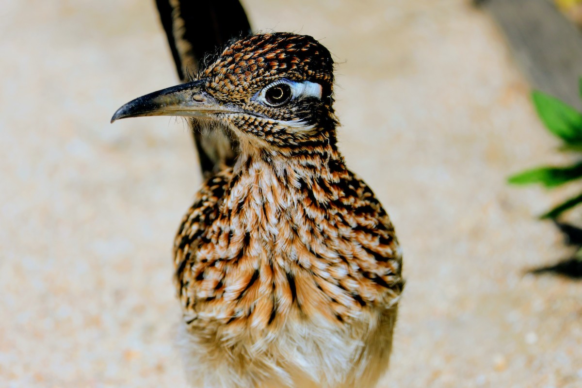 Greater Roadrunner - ML644014068