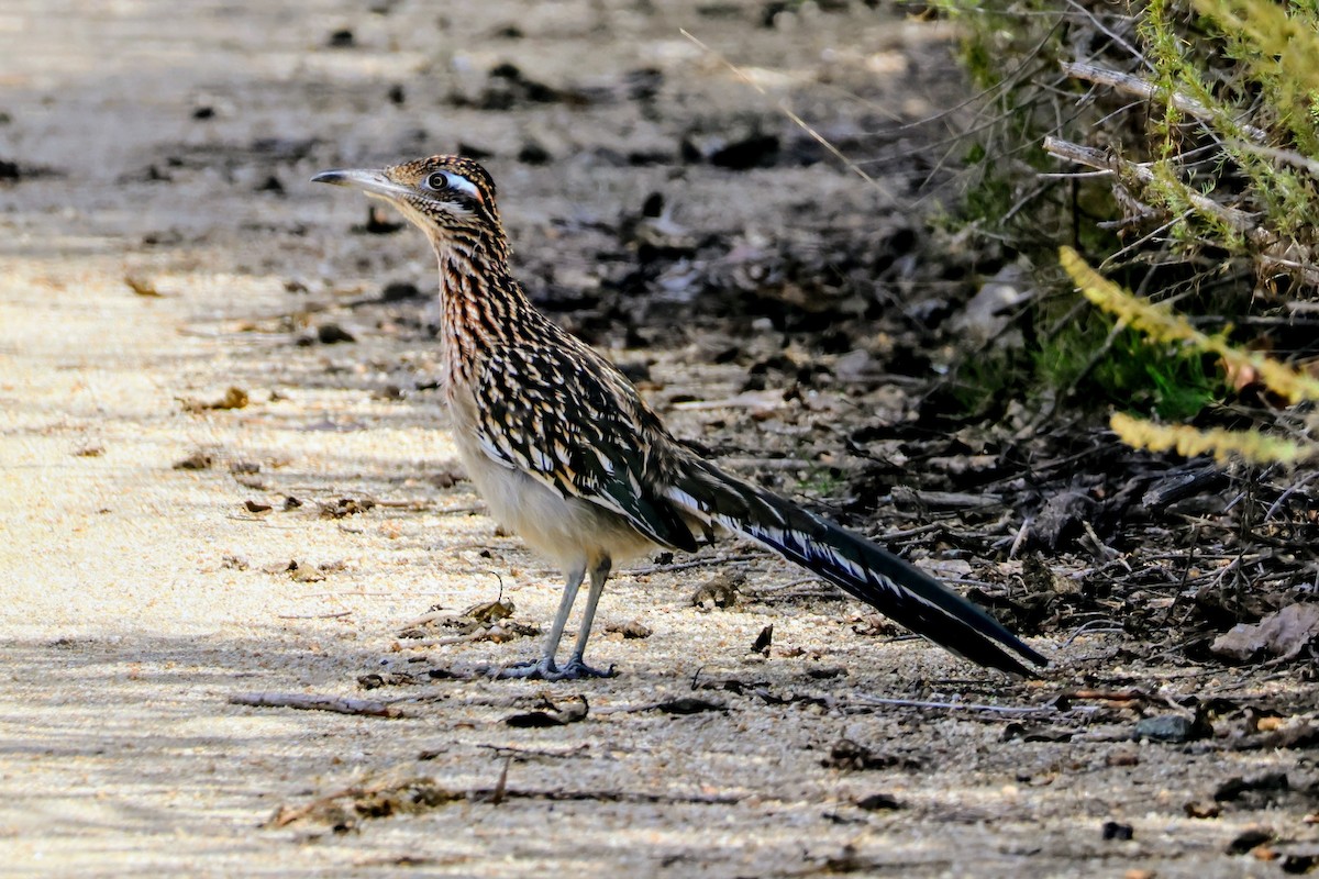 Greater Roadrunner - ML644014069