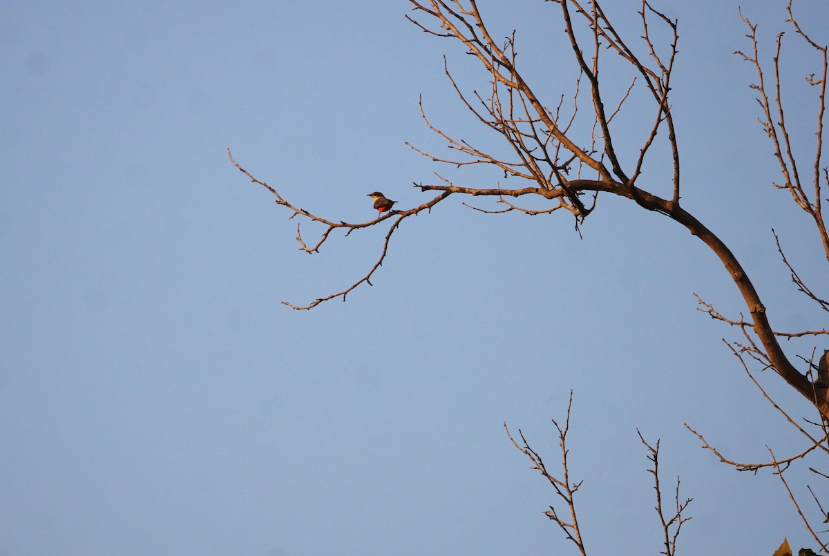 Vermilion Flycatcher - ML644014081