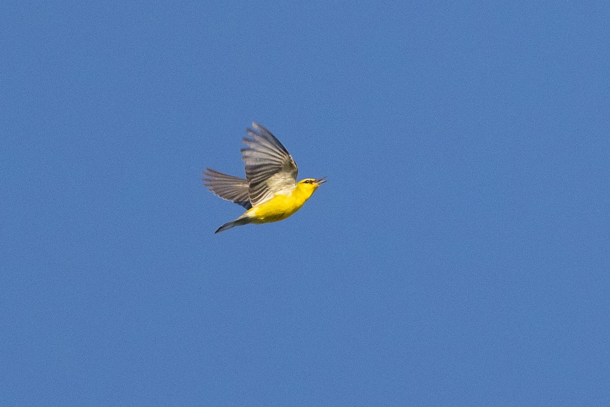 Blue-winged Warbler - ML644014104