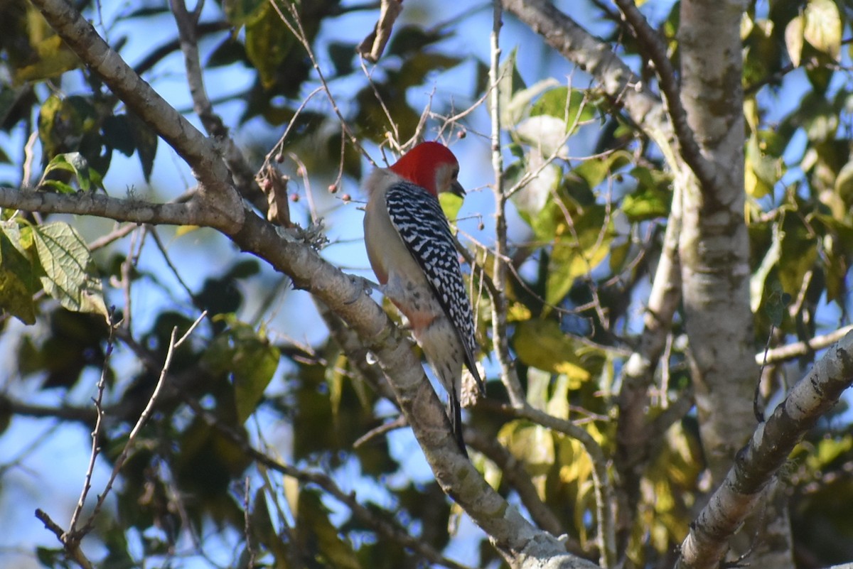 Red-bellied Woodpecker - ML644014106