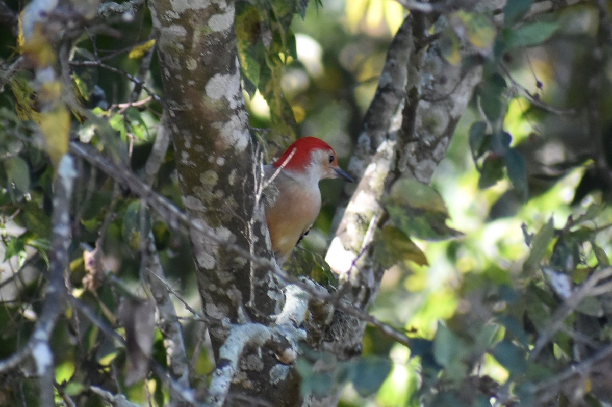 Red-bellied Woodpecker - ML644014109