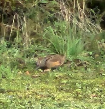 American Woodcock - ML644014115
