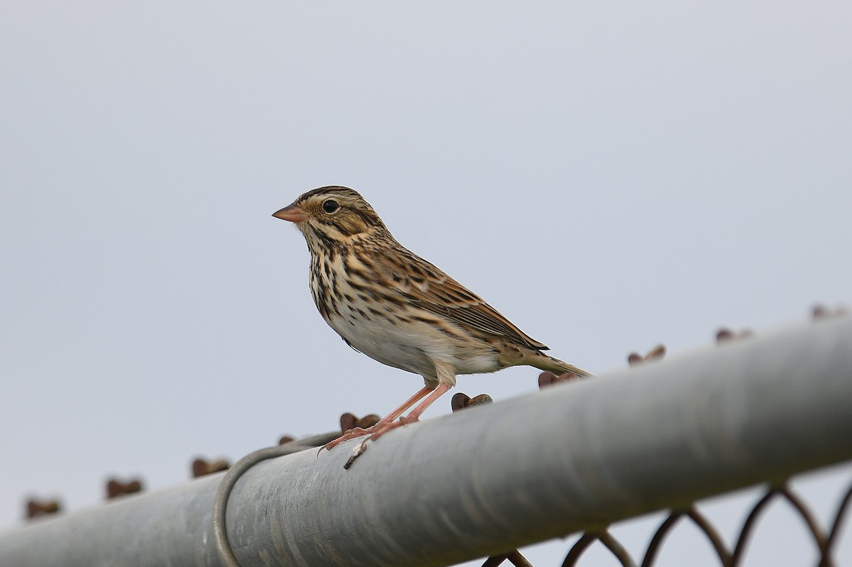 Savannah Sparrow - ML644014128