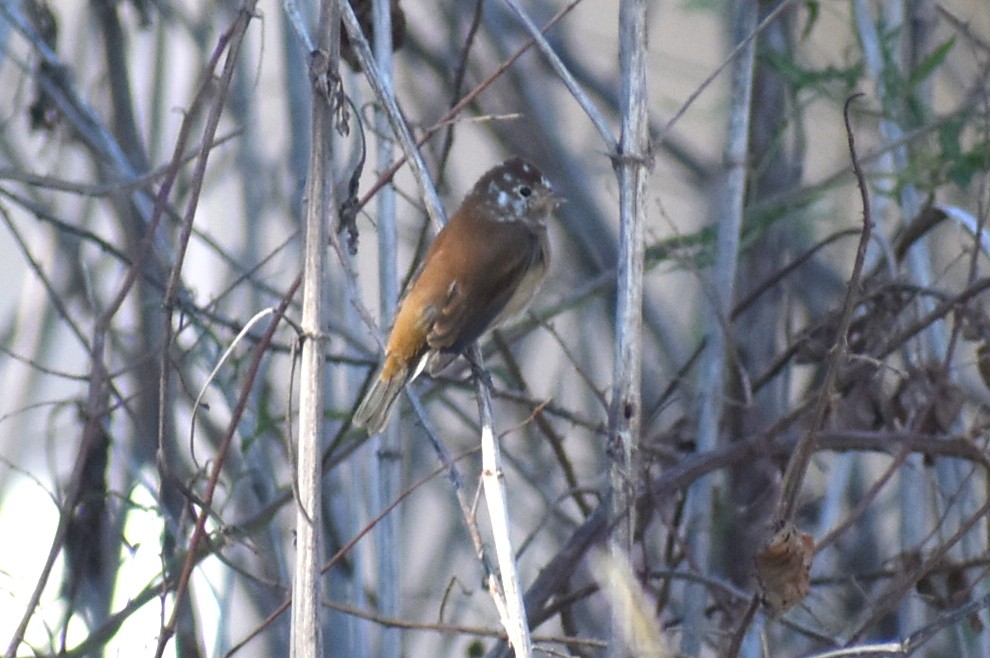 Indigo Bunting - ML644014148