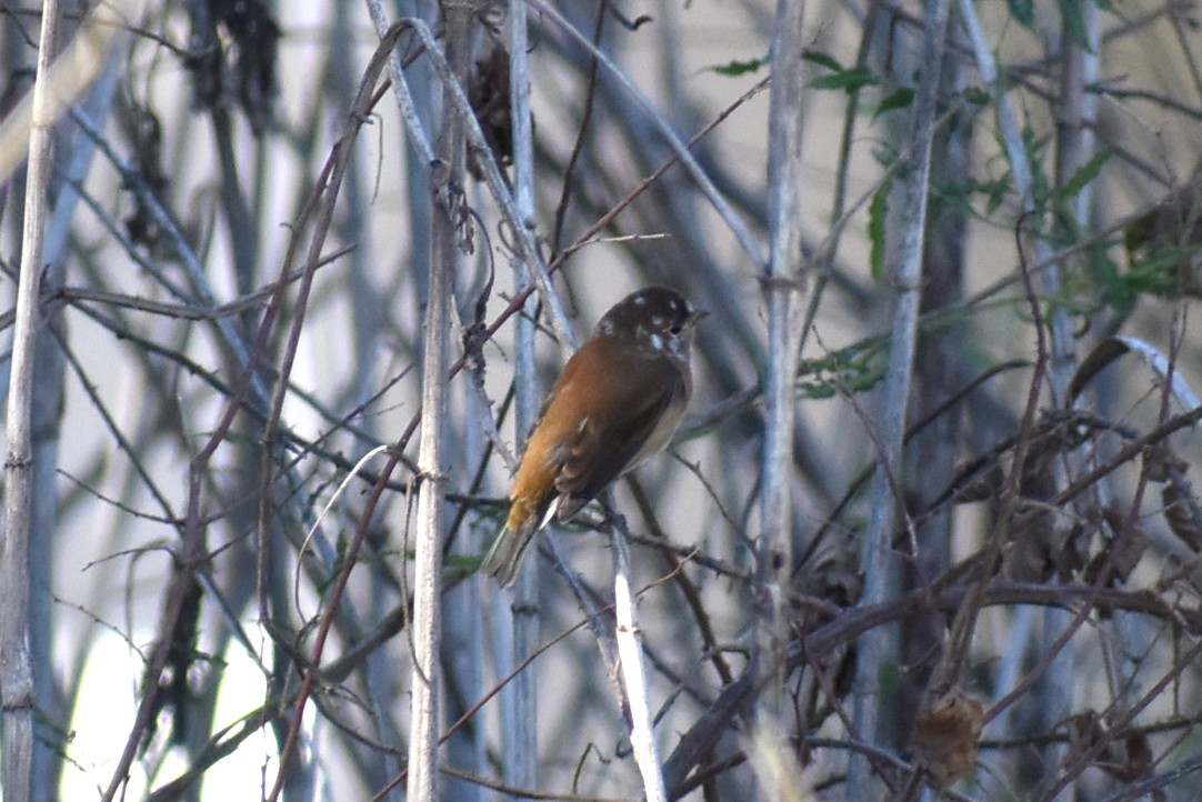 Indigo Bunting - ML644014149