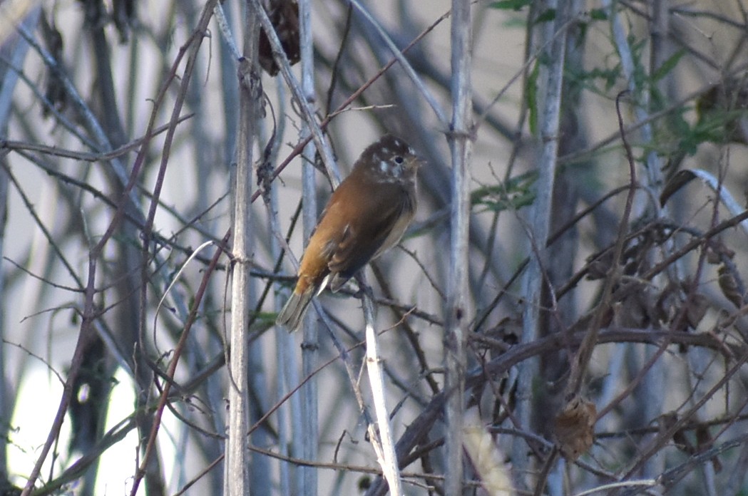 Indigo Bunting - ML644014150