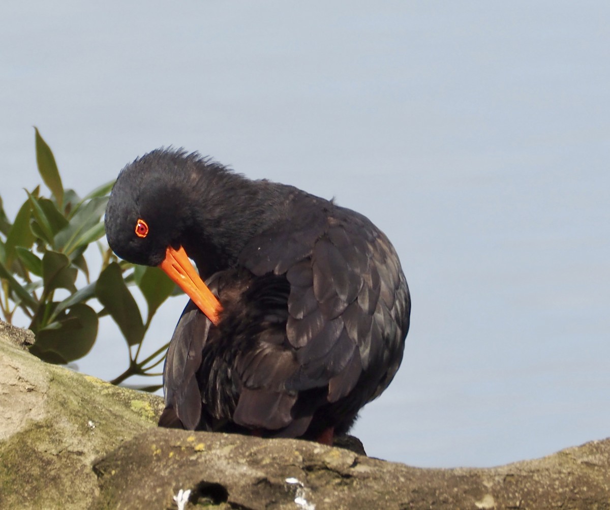 Huîtrier variable - ML644014178