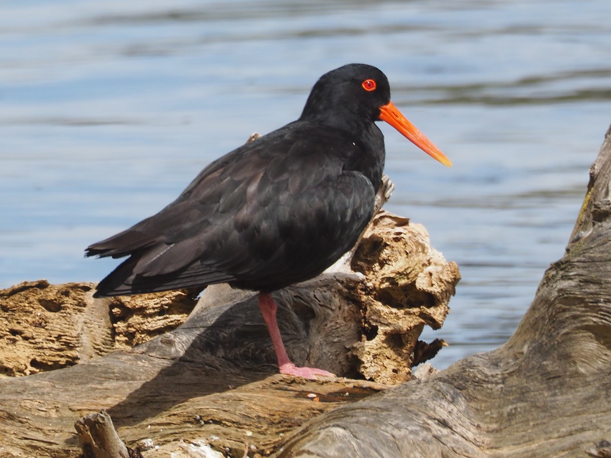 Huîtrier variable - ML644014181