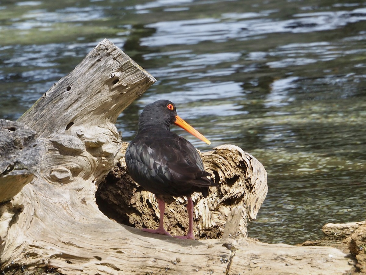 Huîtrier variable - ML644014183