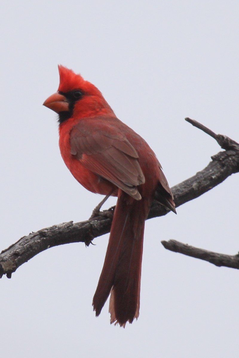 Cardinal rouge - ML644014191