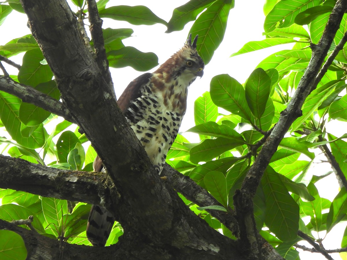 Ornate Hawk-Eagle - ML644014197
