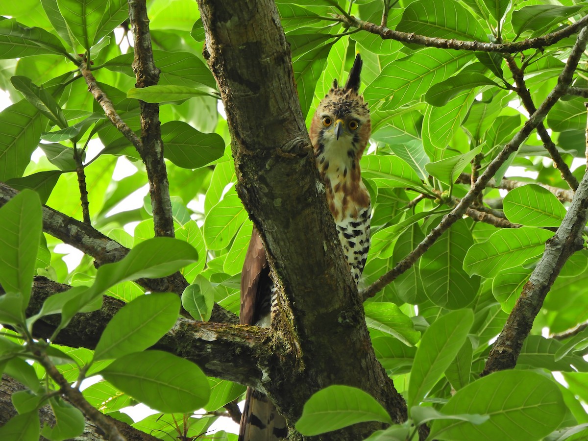 Ornate Hawk-Eagle - ML644014209