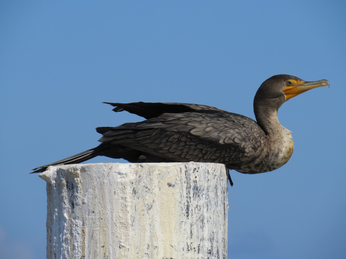 Double-crested Cormorant - ML644014212